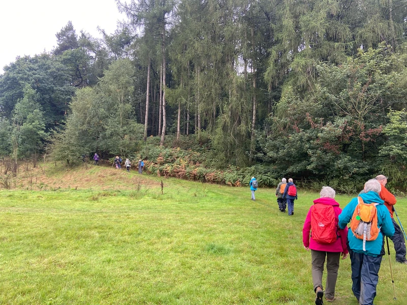 Walkers in a field going towards and up a gentle incline alongside some very tall trees
