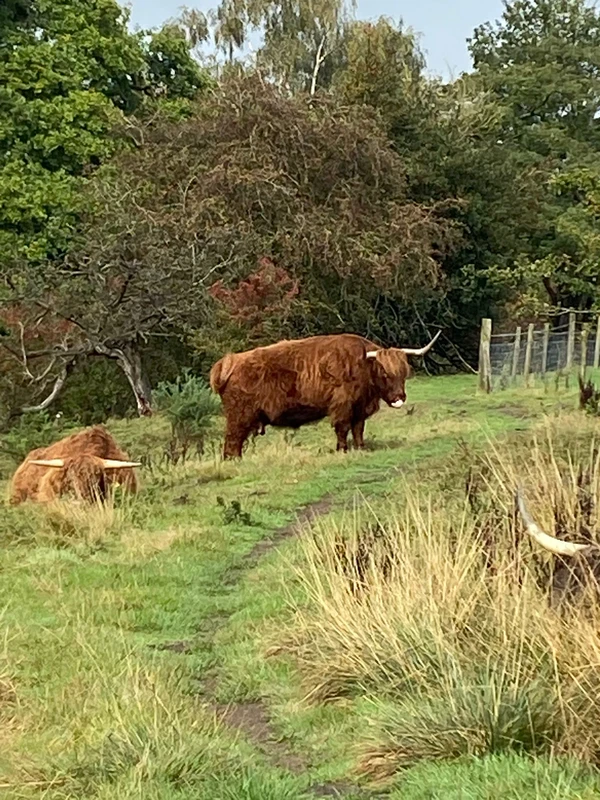 Some bulls in a partially fenced field with a backdrop of trees not far away