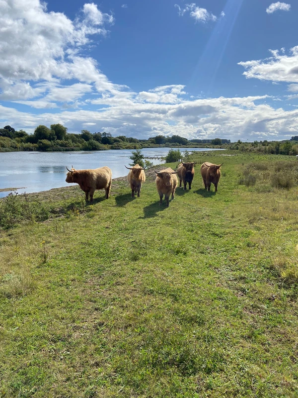 A group of five brown bulls standing close to each other in a field
by a lake under a partially cloudy sky