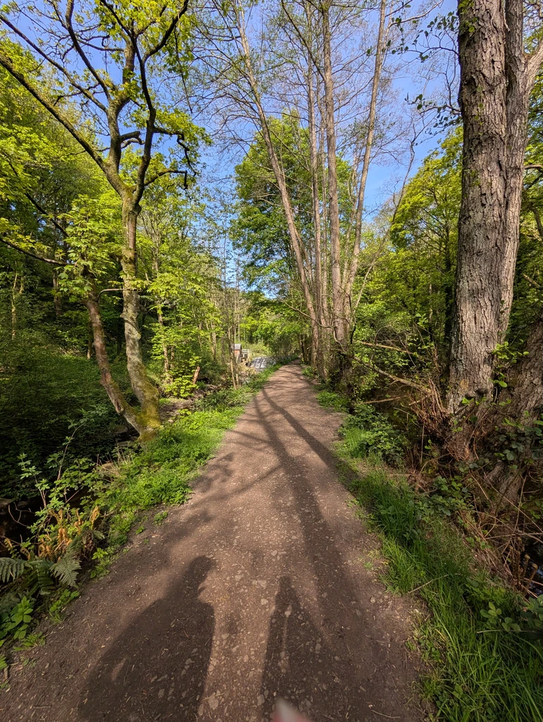 A narrow path stretching out into the distance with tall trees either side