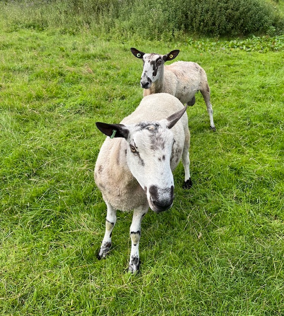 Two lambs in a field close up