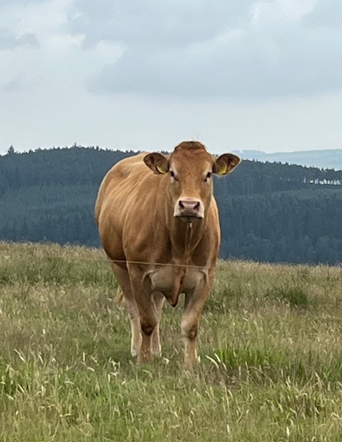 A large brown cow in a field stares at the camera