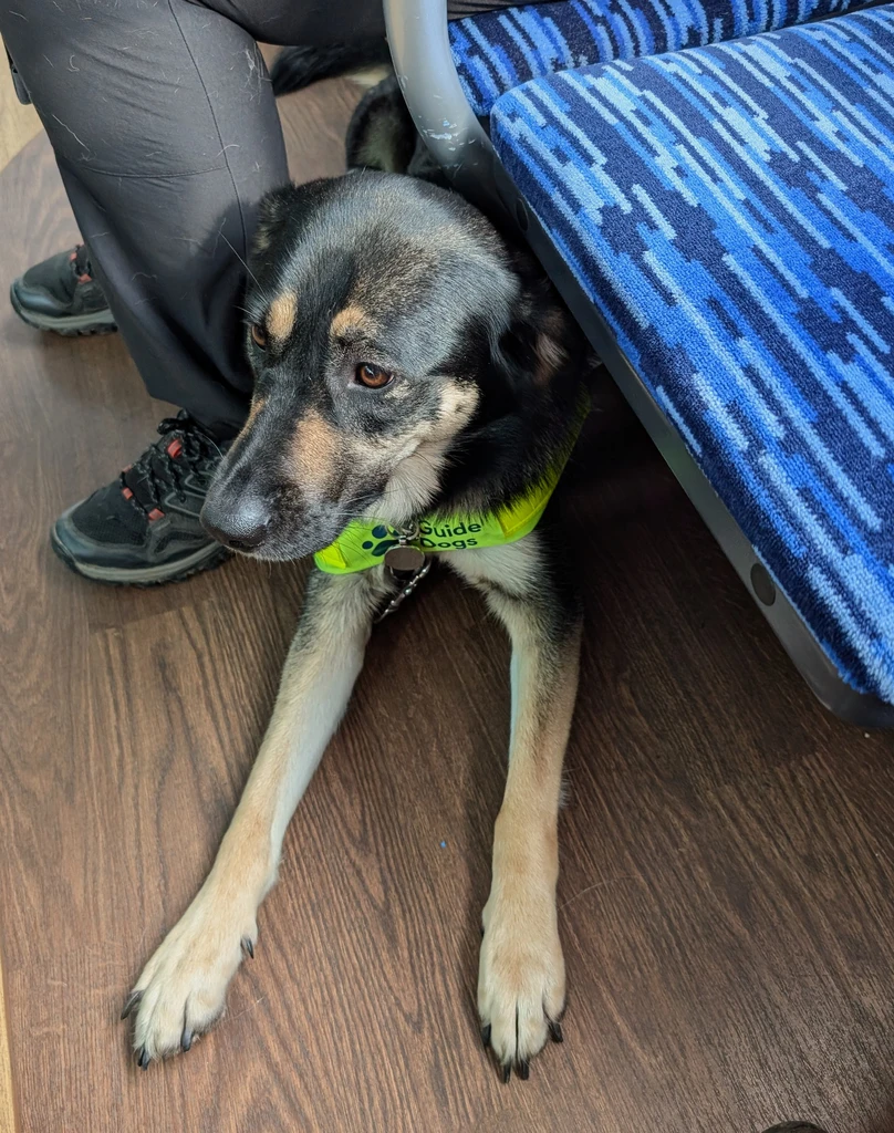 A guide dog stands under a chair on public transport