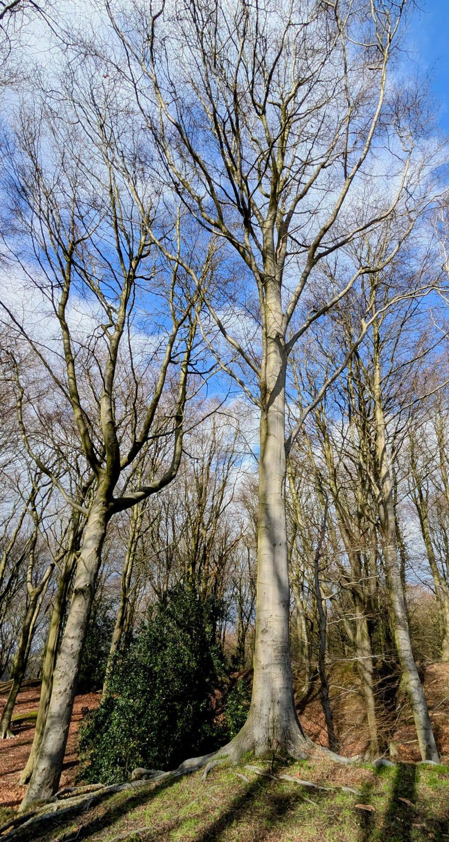 Some barren-looking trees with clouds overhead