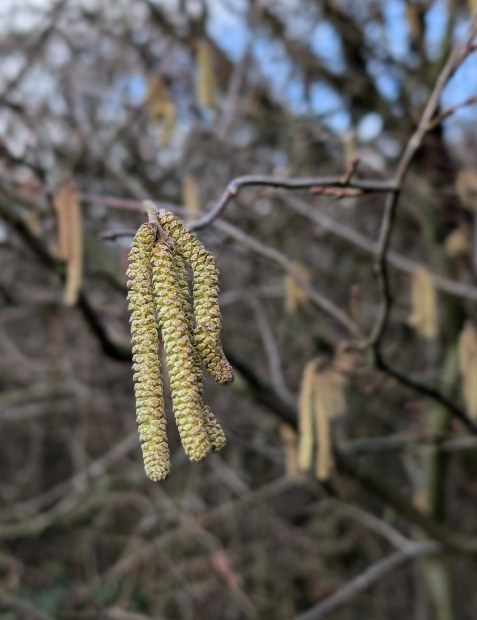 Another close up of some tree branches